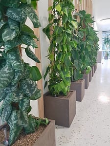 exemple de bureau design avec plantes vertes pour agrémenter couloir entreprise