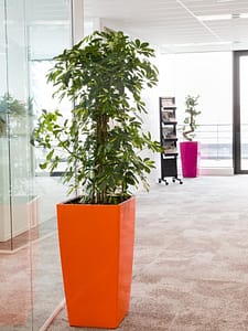 plante pour décoration bureau avec pot sur mesure rouge et fushia