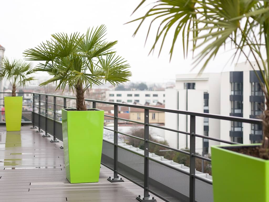 plante pour décoration bureau palmier sur une terrasse avec pot de couleur vert