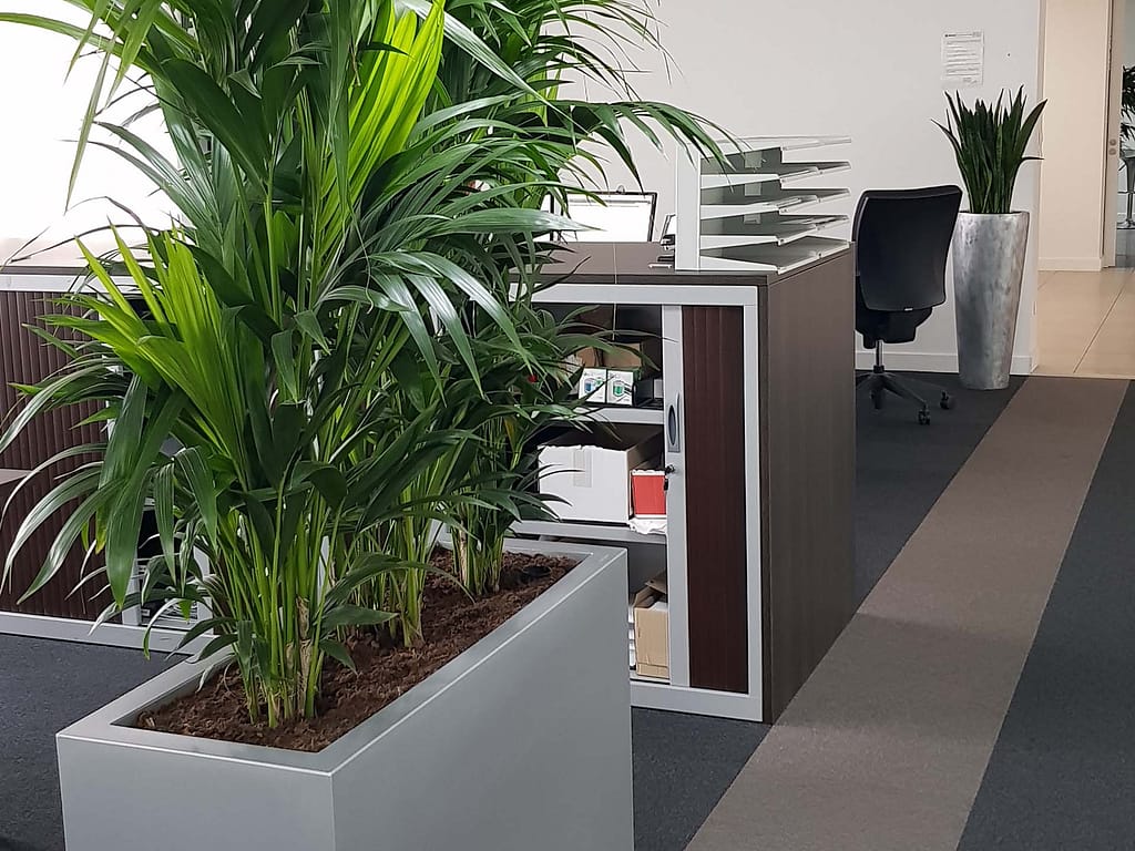 plantes intérieures pour bureaux open space