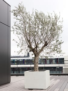 plante pour décoration bureau arbre olivier sur terrasse exterieure