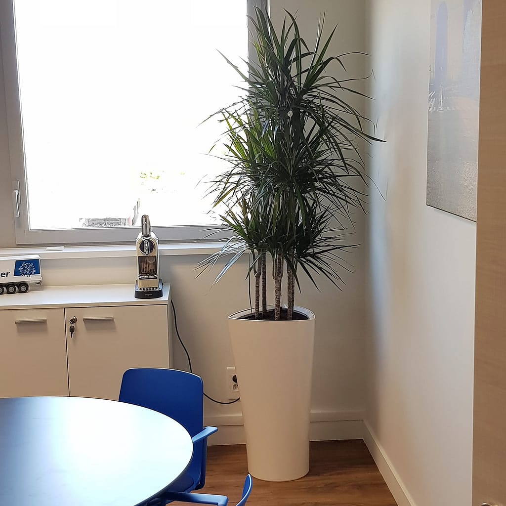 décoration de bureau avec plante verte