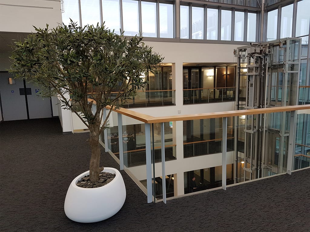 arbre olivier artificiel dans bureau d'entreprise